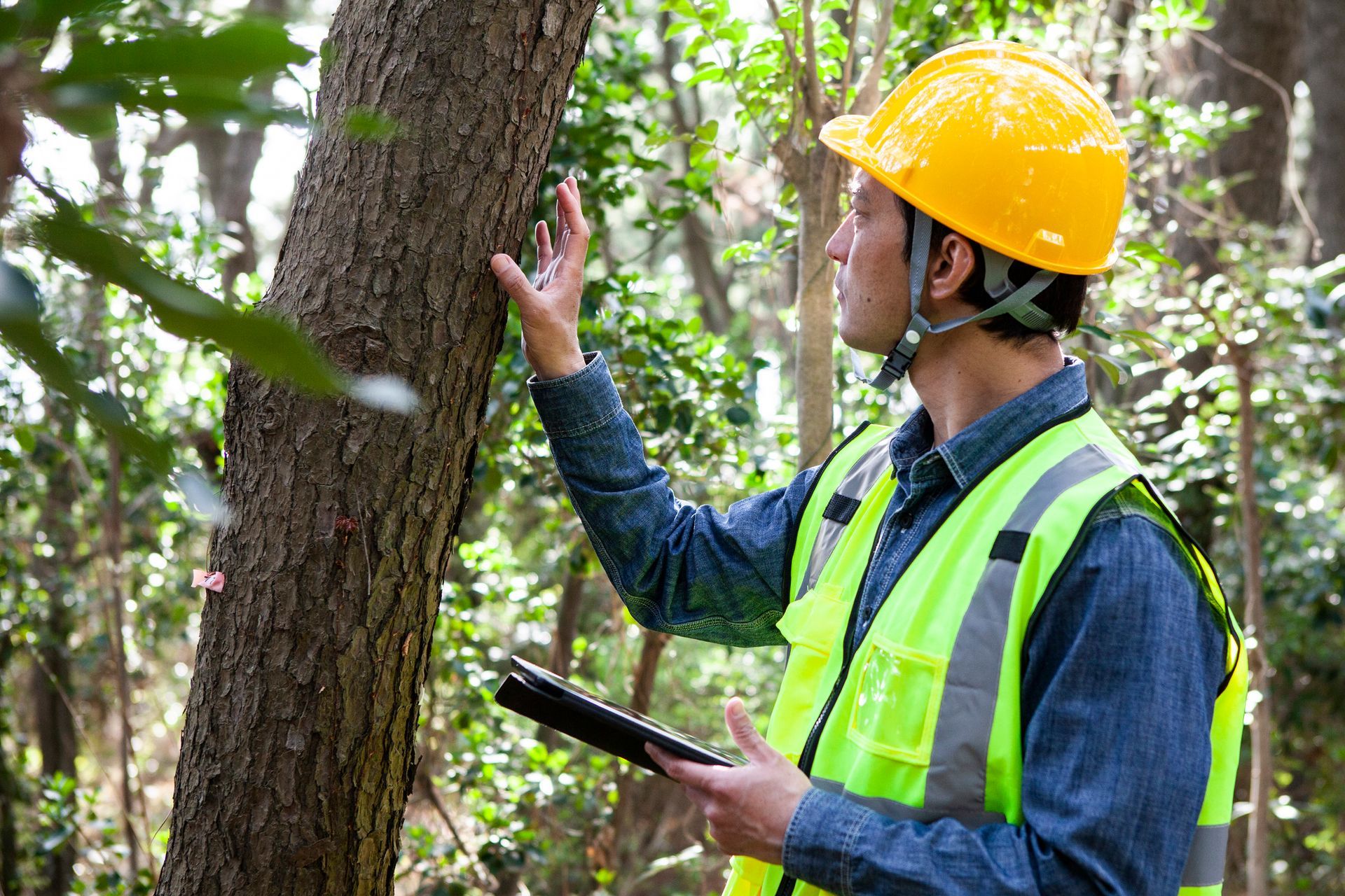 A man wearing a hard hat and safety vest is looking at a tree.