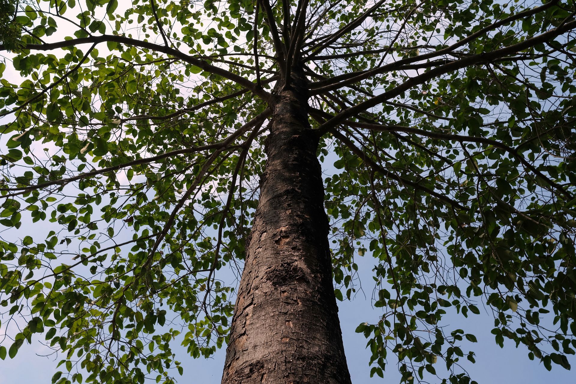 Looking up at a tree with lots of leaves