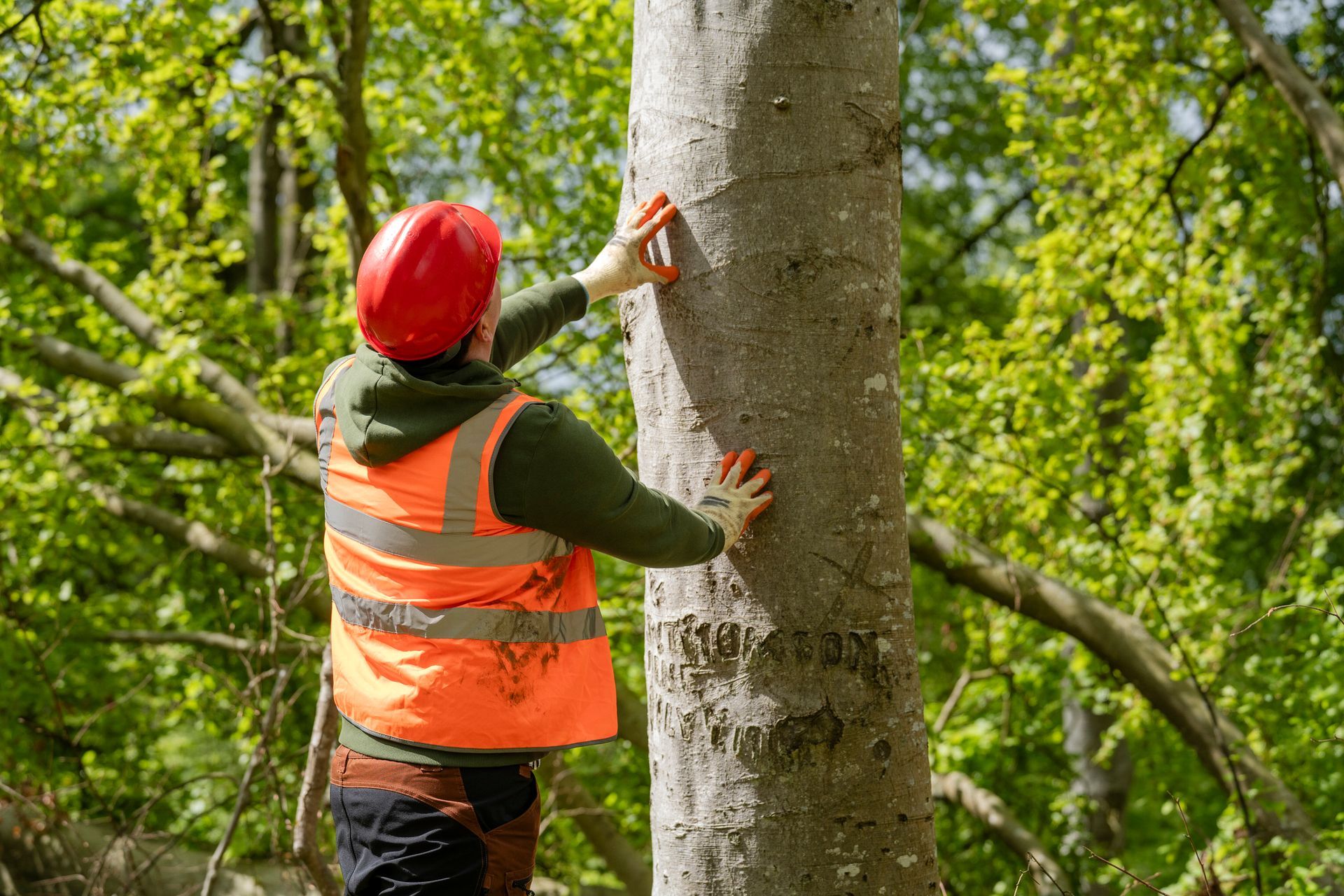 A man in an orange vest and red helmet is standing next to a tree.