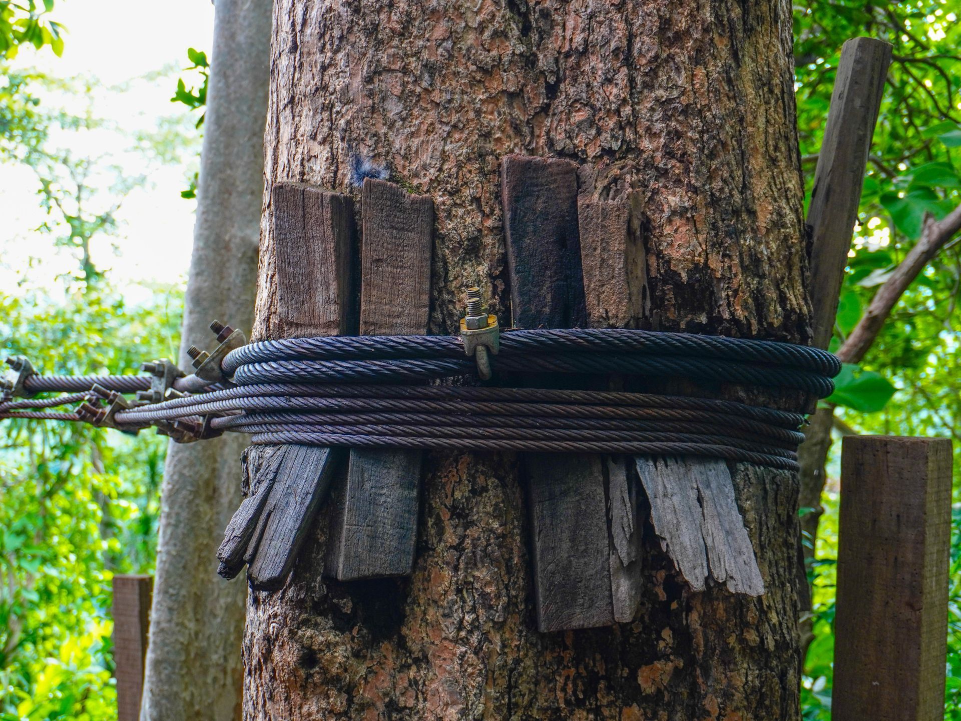 A close up of a tree trunk with a rope around it.