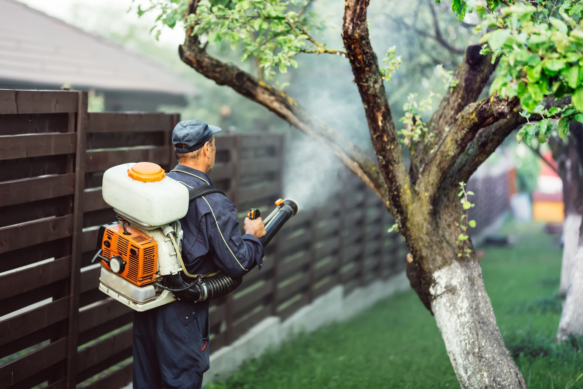 A man is spraying a tree with a backpack sprayer.
