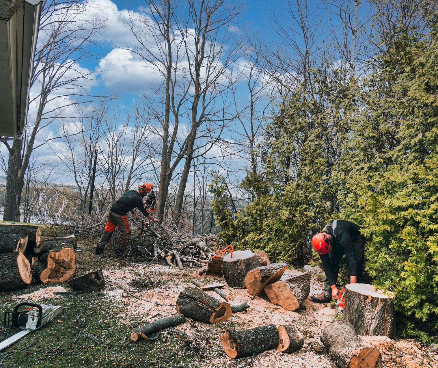 Tree Specialist