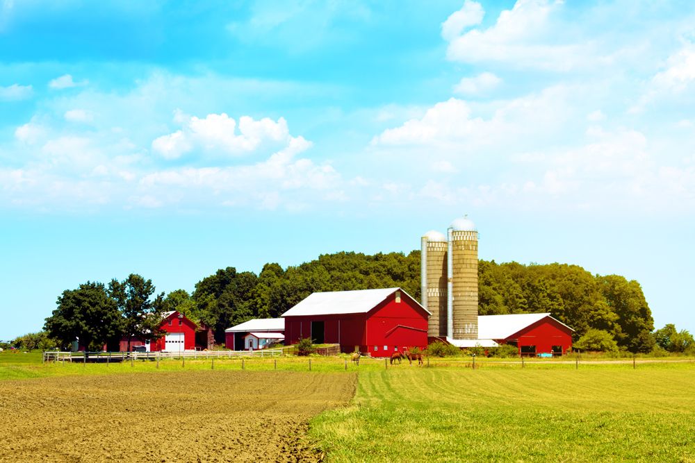 A Farm