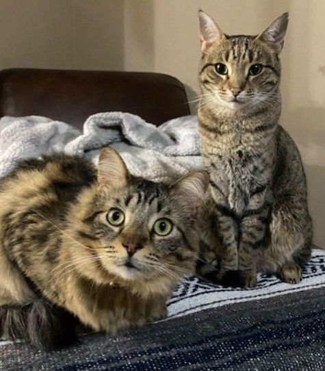 Two cats are laying on a blanket on a bed.