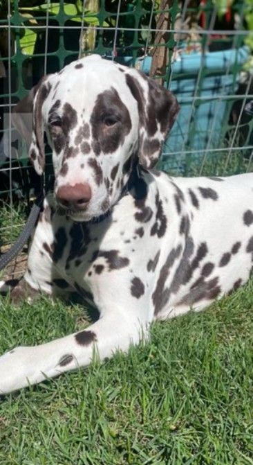 A dalmatian dog is laying in the grass in front of a fence.
