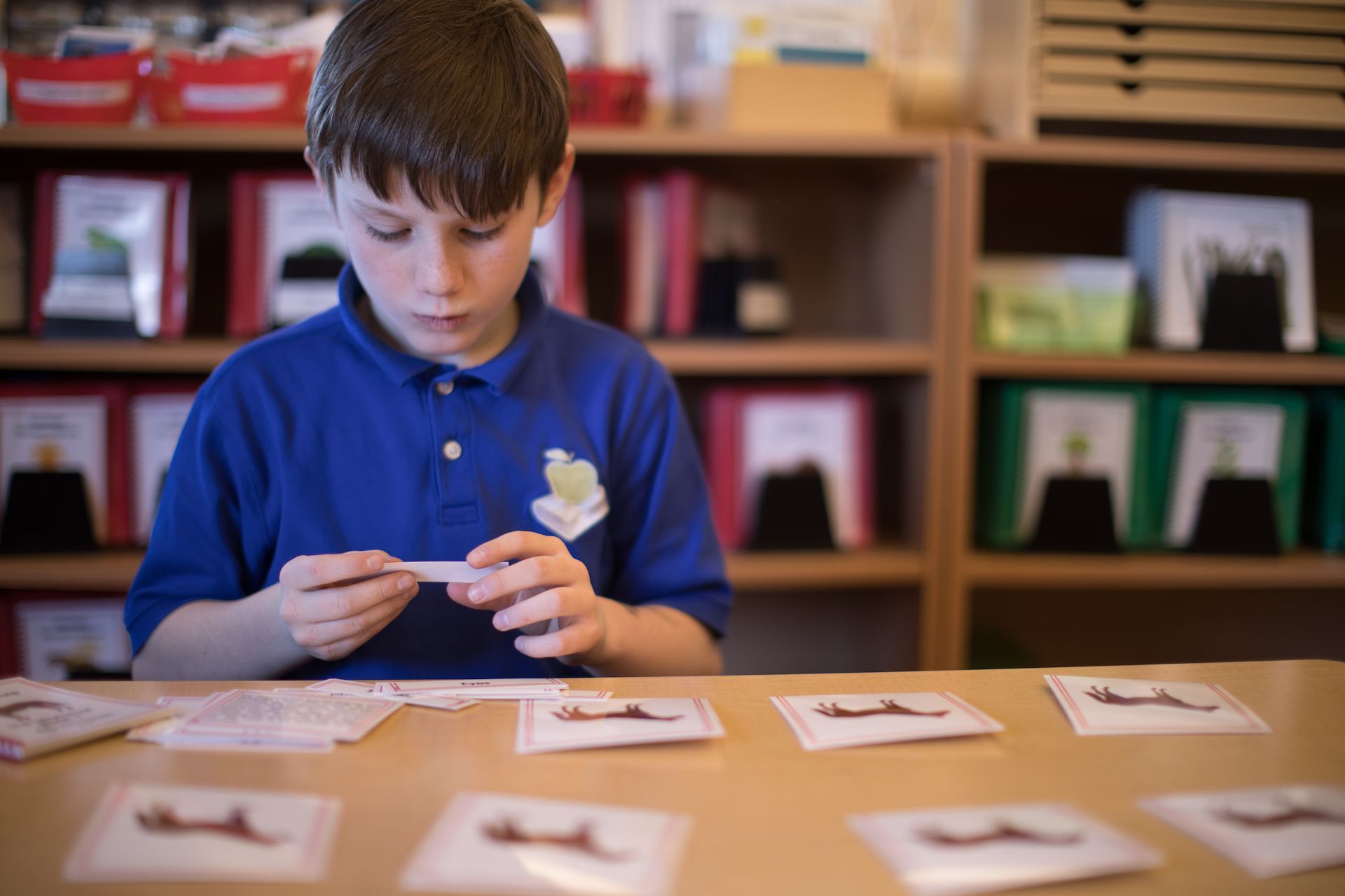 Boy in blue shirt at table, matching words to animal picture cards in a classroom.