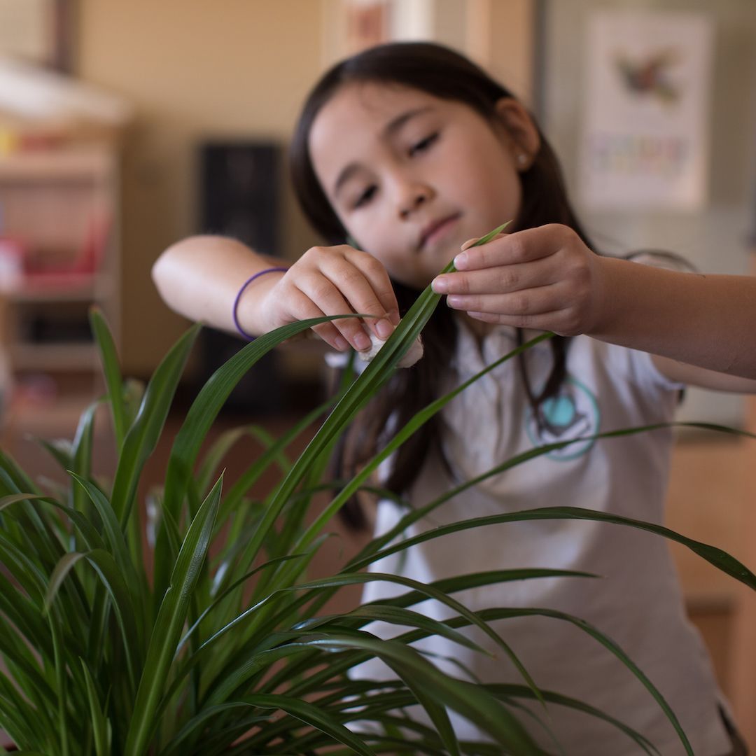 Montessori Child tending to a green plant, indoors. She is carefully trimming a leaf.