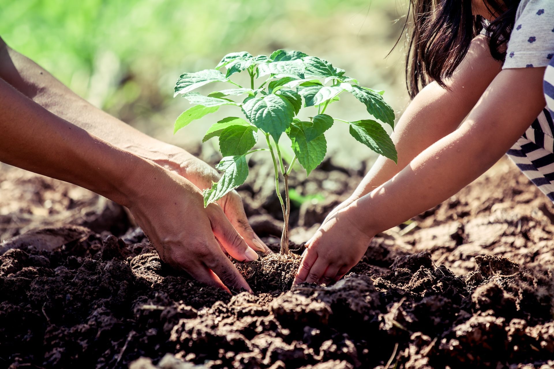 Adult and child planting a green sapling in brown soil, outdoors.