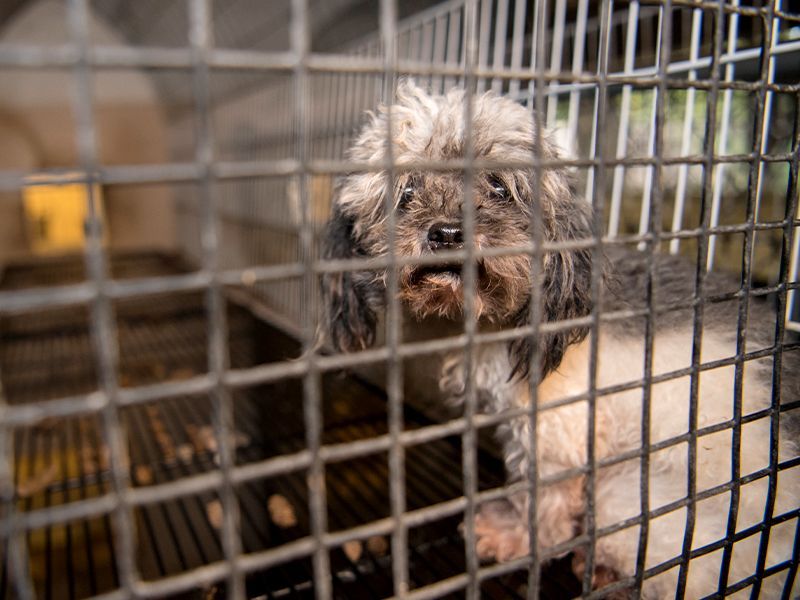 Small scruffy dog behind a wire crate, looking through the bars with a tired expression.
