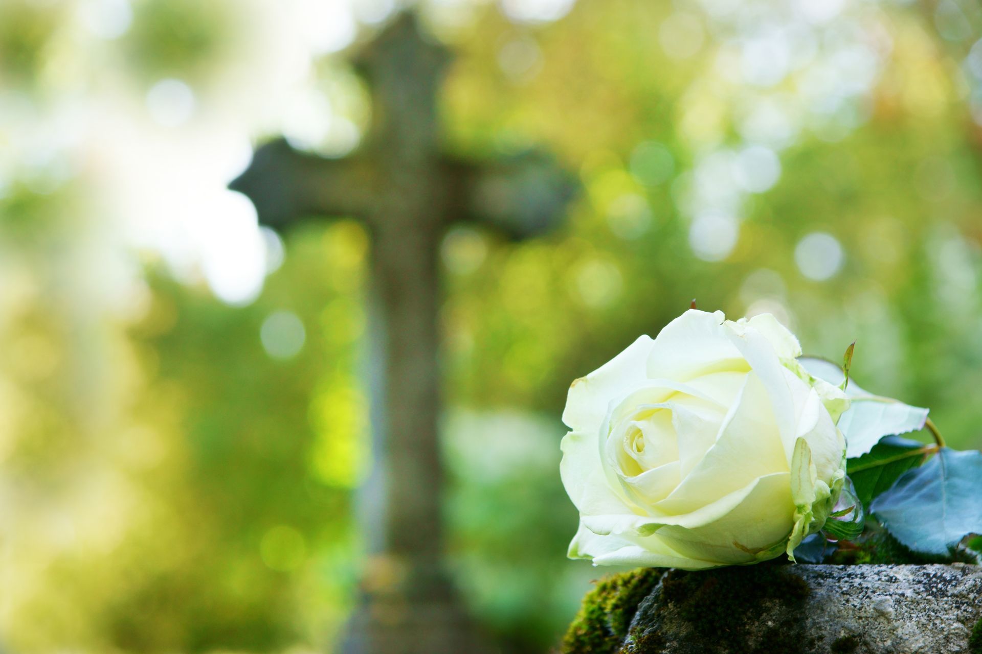 A man is holding a white rose in his hand at a funeral.