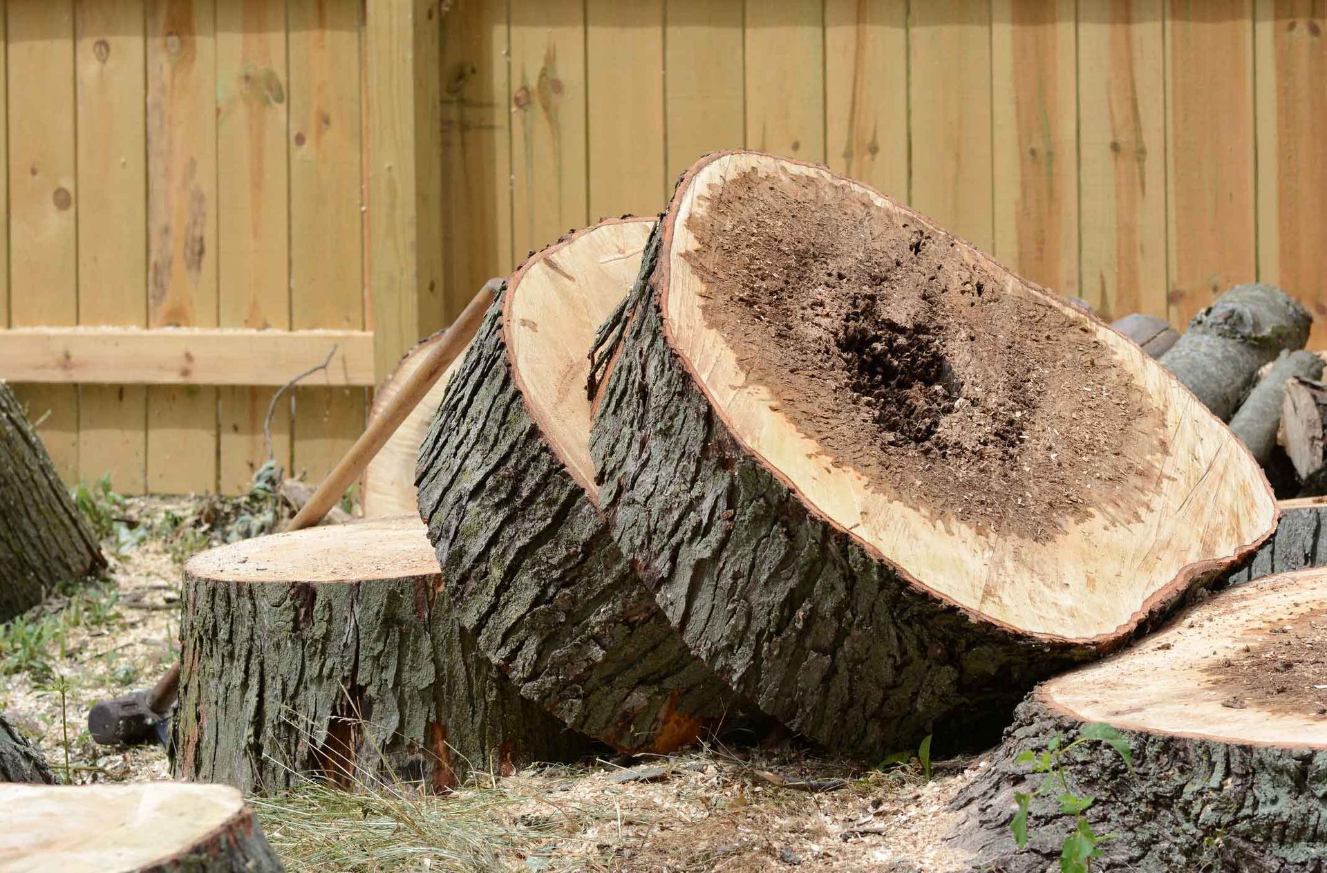 Tree Removal — Hanover, PA — ANCXUS Roofing Solutions
