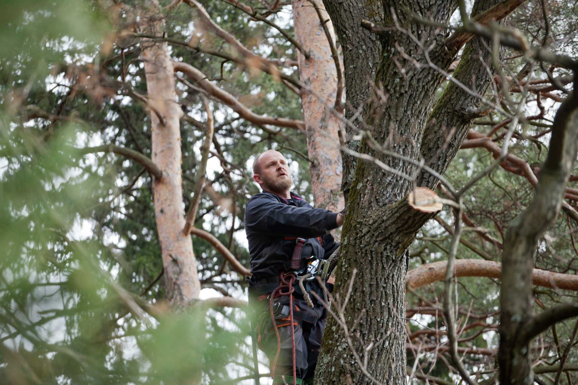 Tree Trimming — Hanover, PA — ANCXUS Roofing Solutions
