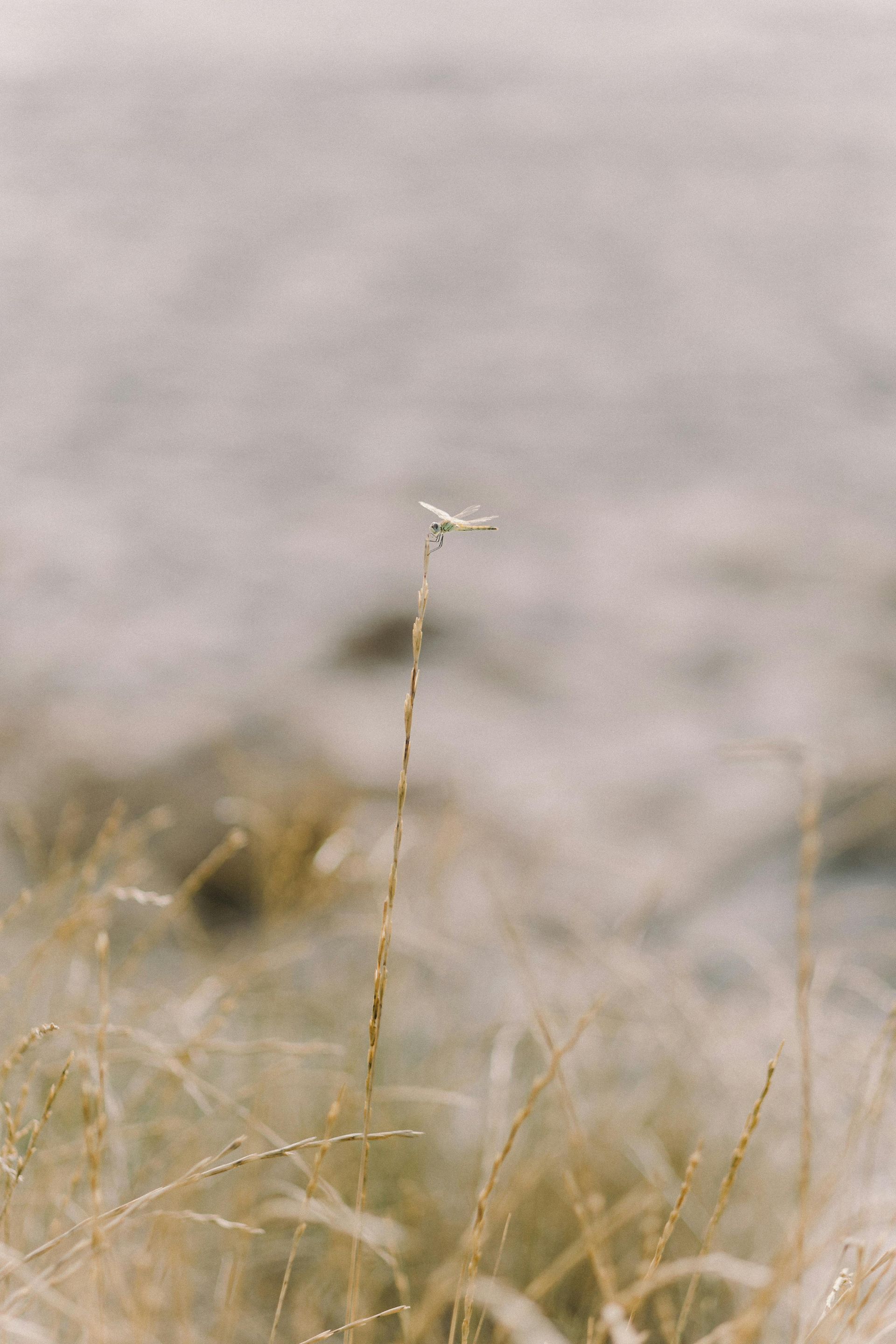 A single stalk of dry grass against a blurred, pale landscape — Mind Guidance Centre in Wangi Wangi, NSW
