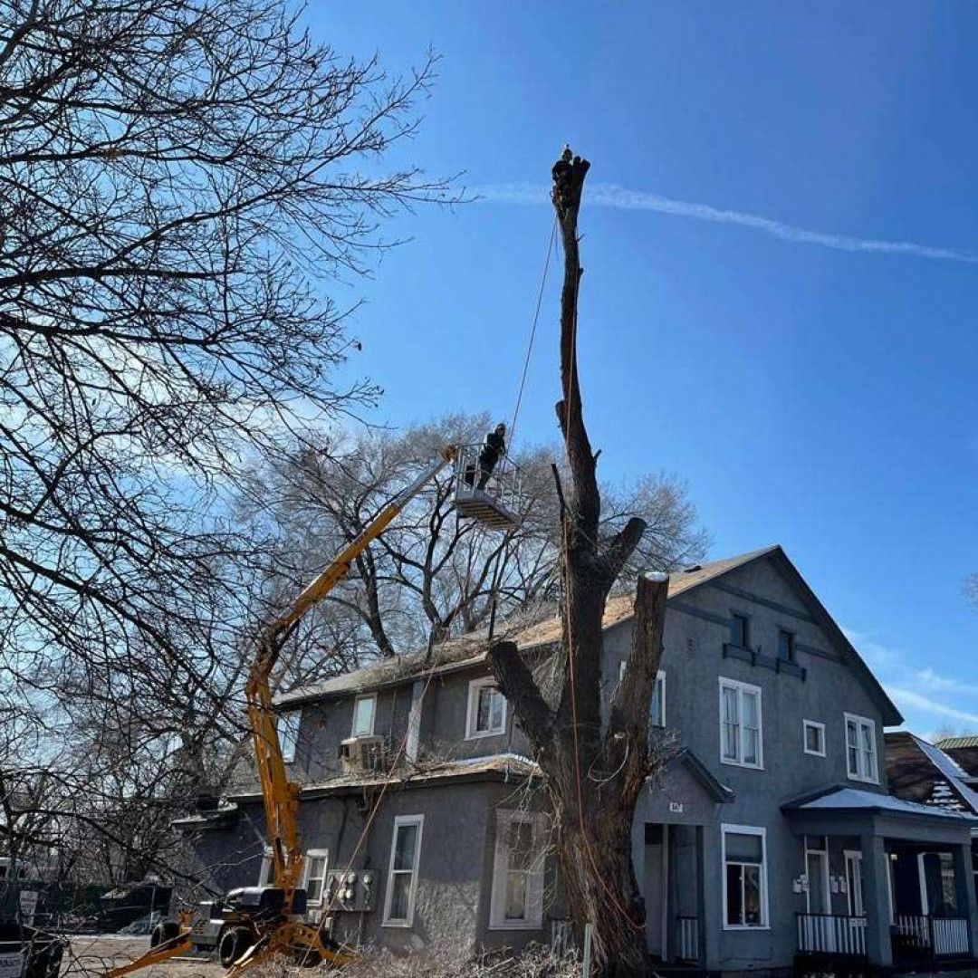 Two workers in a tree lift trimming a tall tree near a gray house on a sunny day.