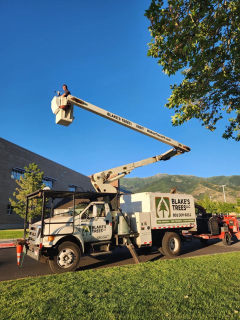 Truck with cherry picker extended towards a tree; worker in the bucket. Green grass, blue sky, and building.