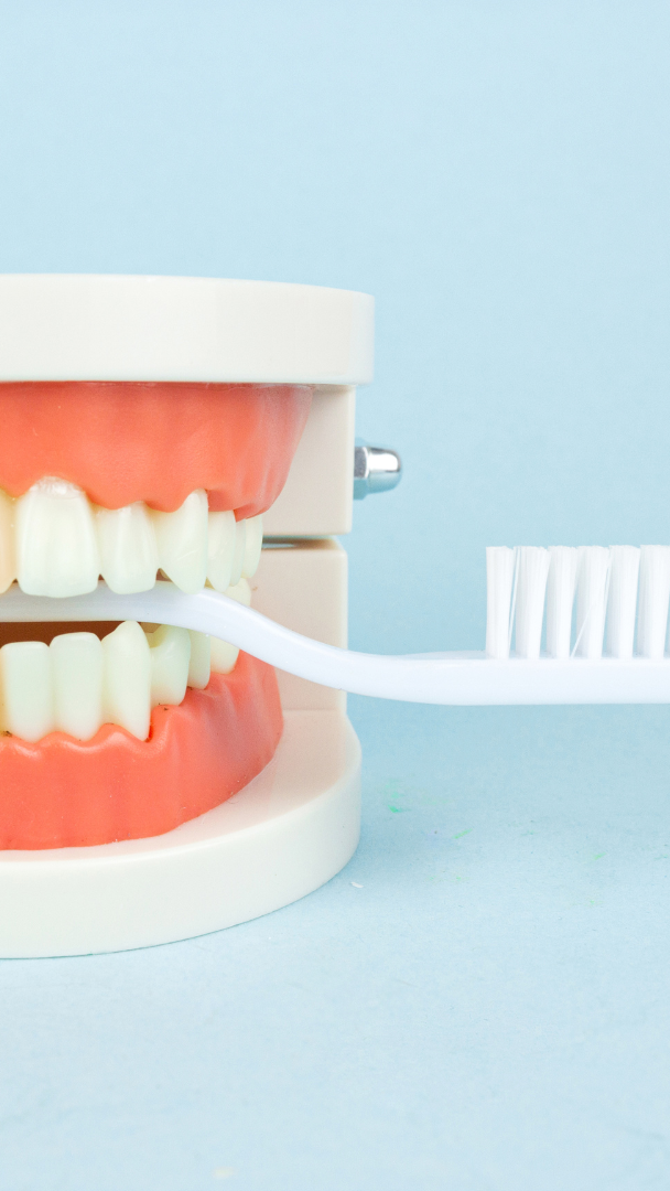 Model teeth being brushed with a white toothbrush, on a blue background.