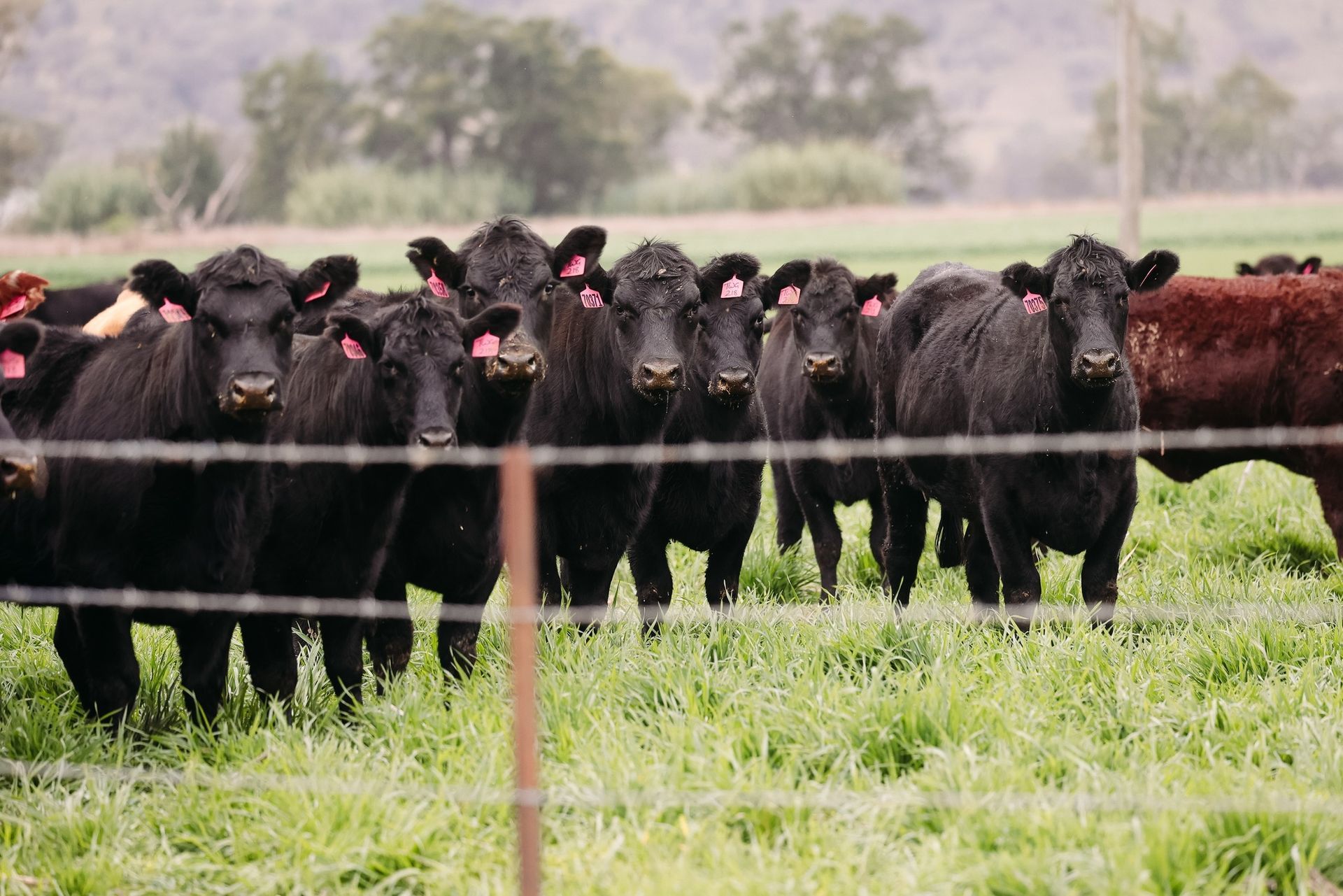 Black cows graze in a green field, looking forward, behind a barbed wire fence.