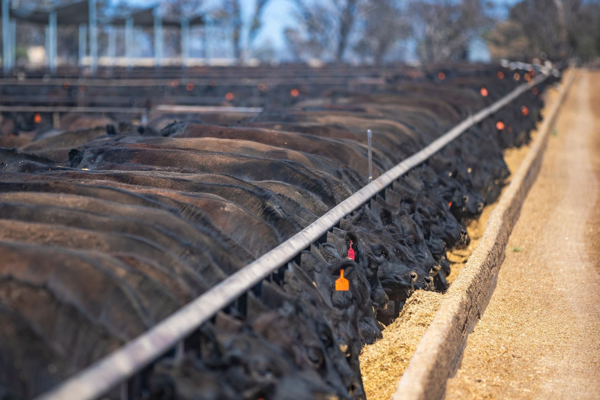 Cattle in a feedlot eating from a long trough. Mostly black cattle lined up, eating feed.