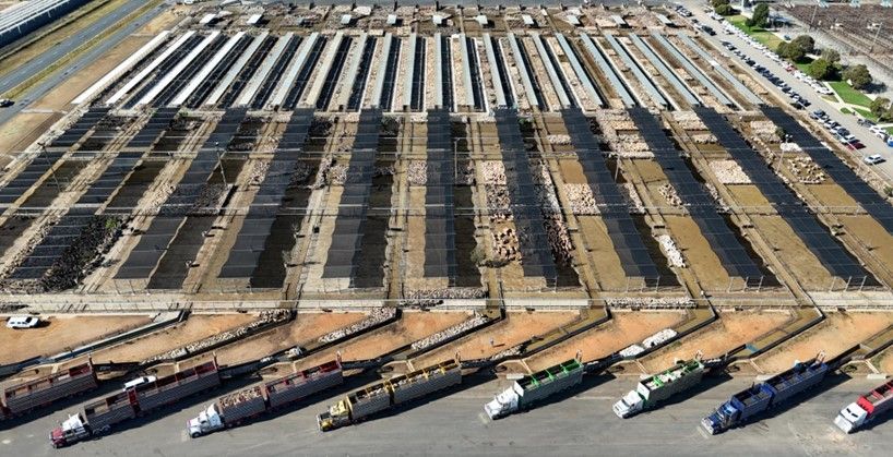 Aerial view: livestock trucks and trailers lined up in a sale yard.