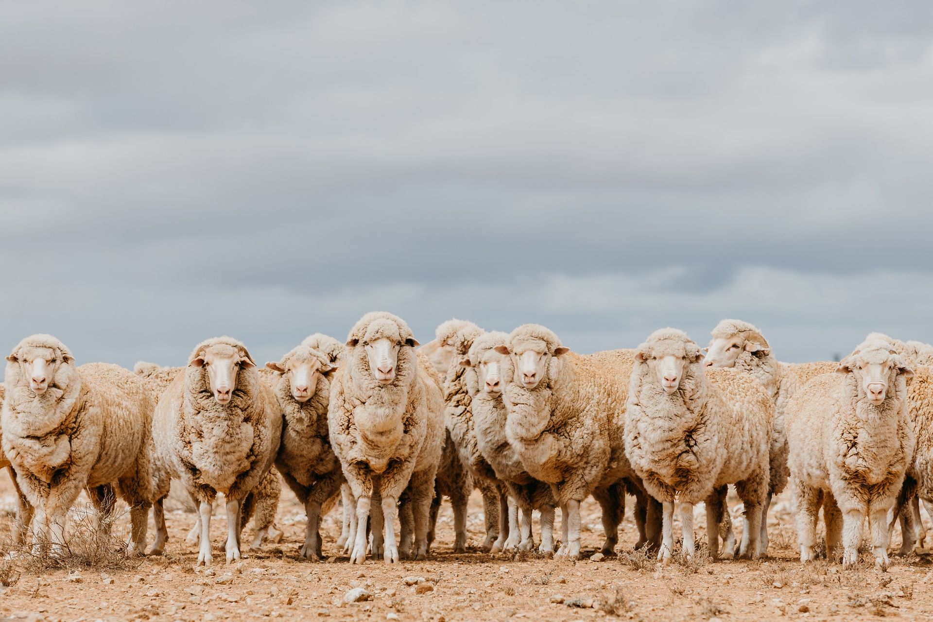 A herd of sheep standing next to each other in a field.