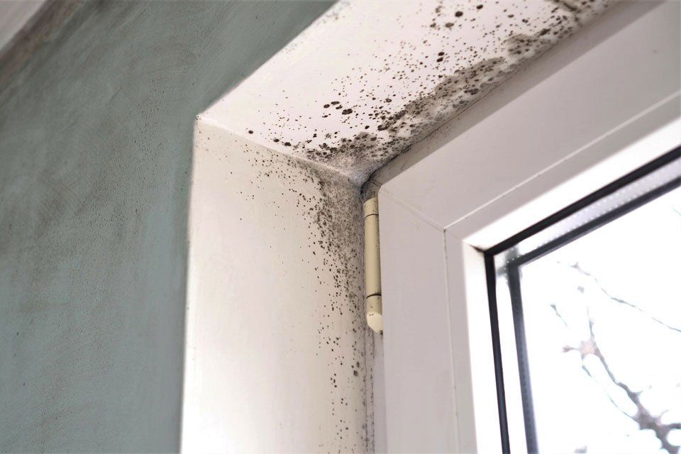 Schimmel trotz Lüften am Fenster