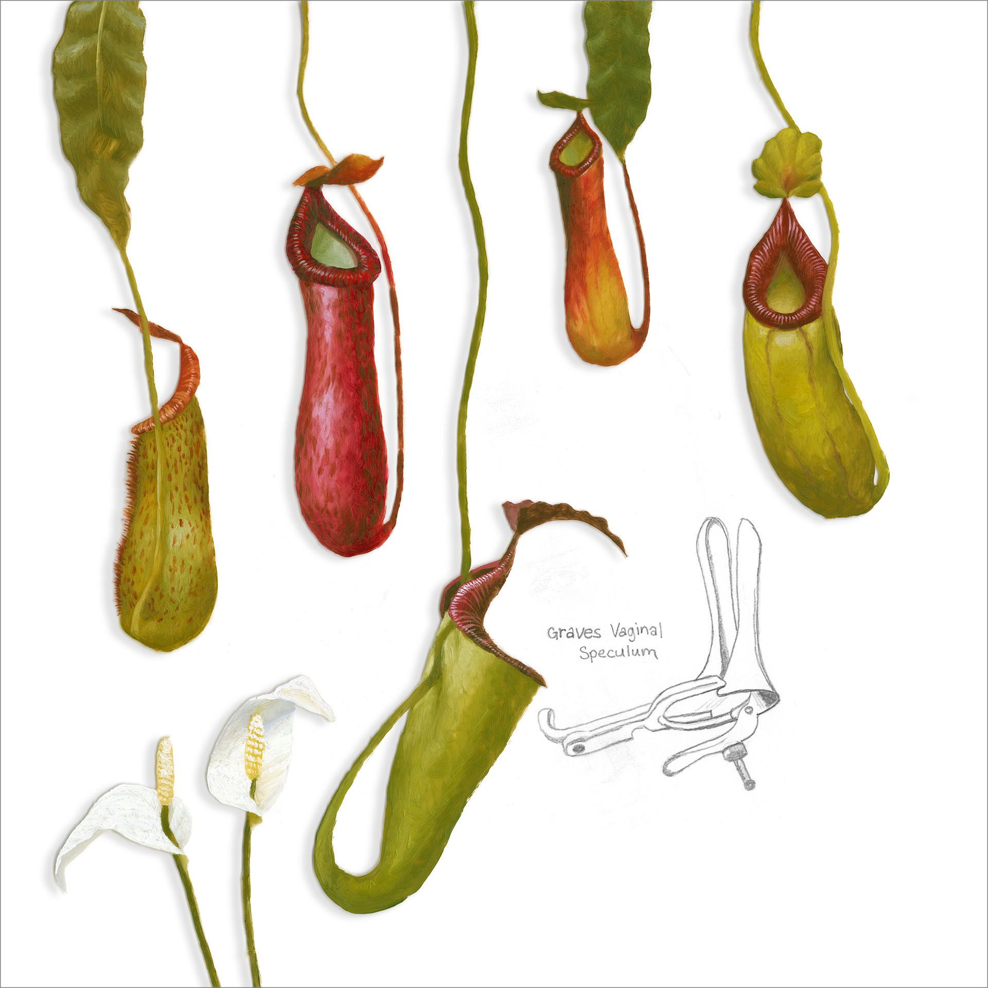 A group of pitcher plants hanging from a vine