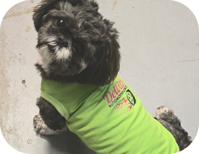 Small black-and-white dog wearing a bright green shirt, sitting against a light wall | Dewitt's Automotive Center