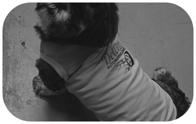 Small dog in a light shirt lying on a floor, viewed from above, in black and white. | Dewitt's Automotive Center