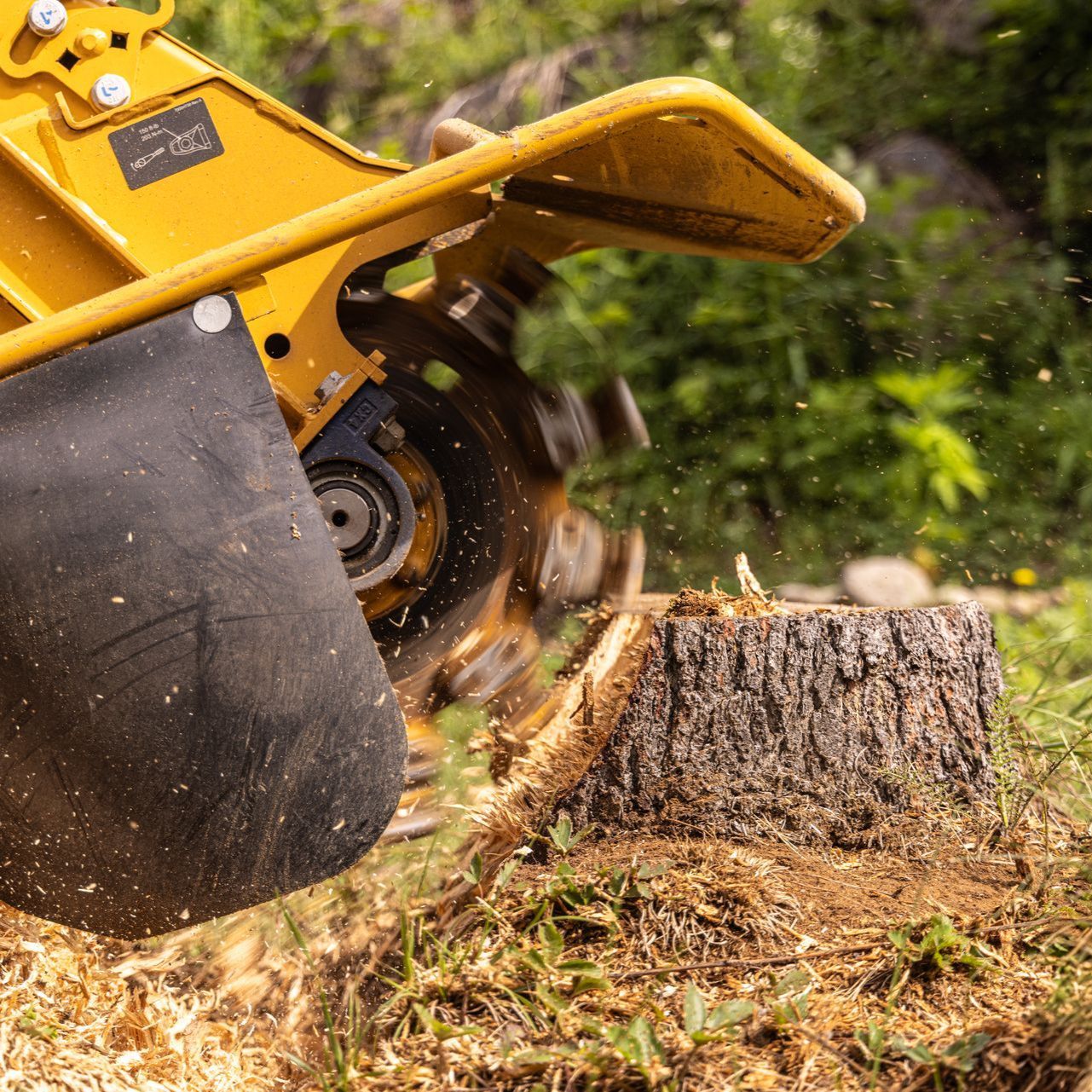 A stump grinder is cutting a tree stump in the woods.
