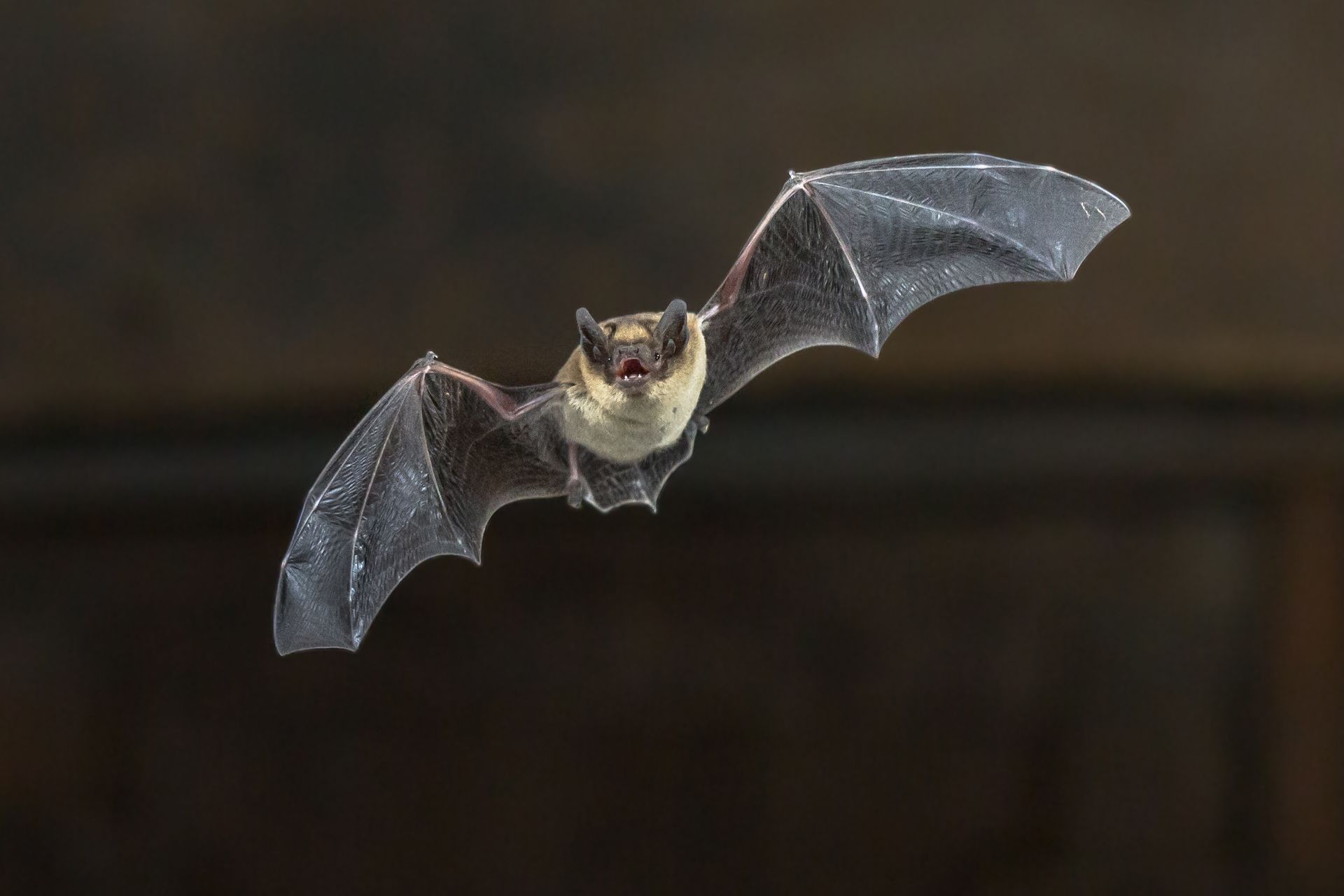 A Bat is Flying in the Air With Its Wings Spread