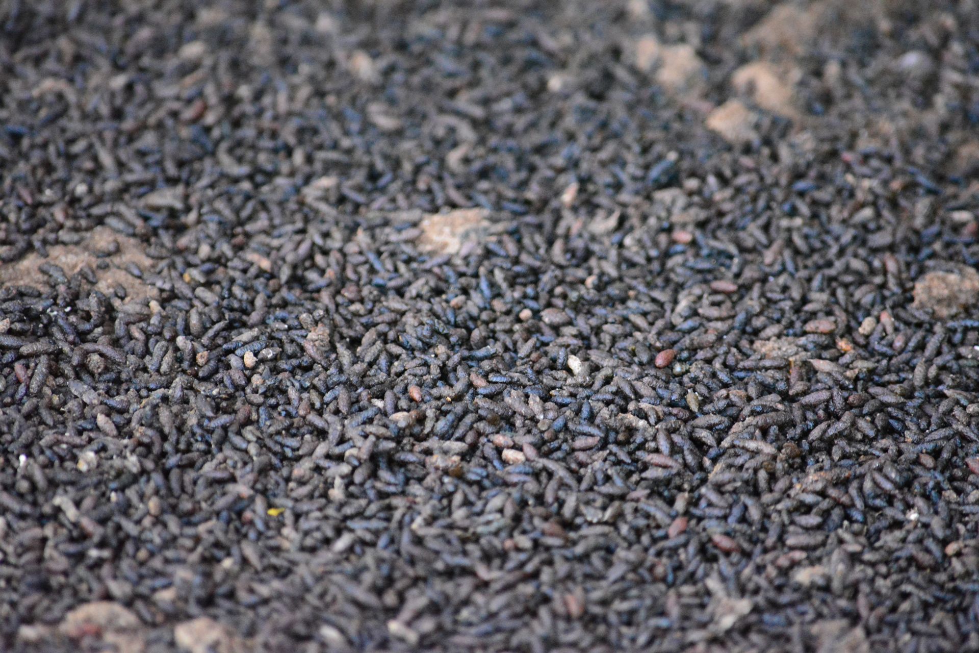 Bat Guano Feces