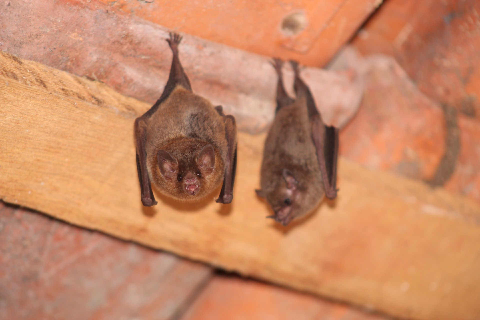 A Group of Bats Hanging Upside Down From a Ceiling