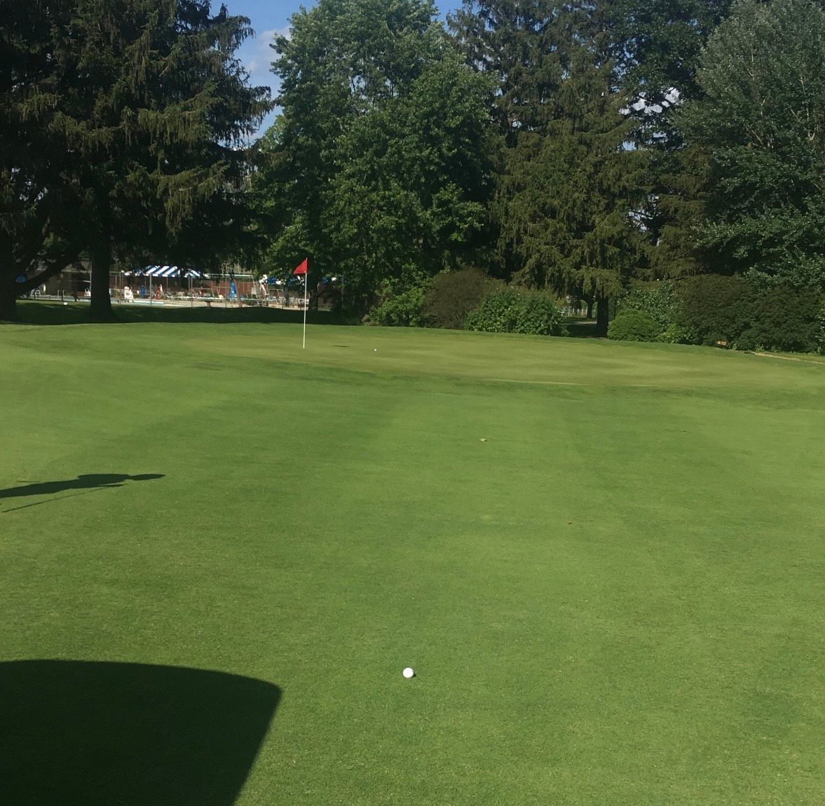 Sunny golf green with a white ball, trees lining the fairway in the background