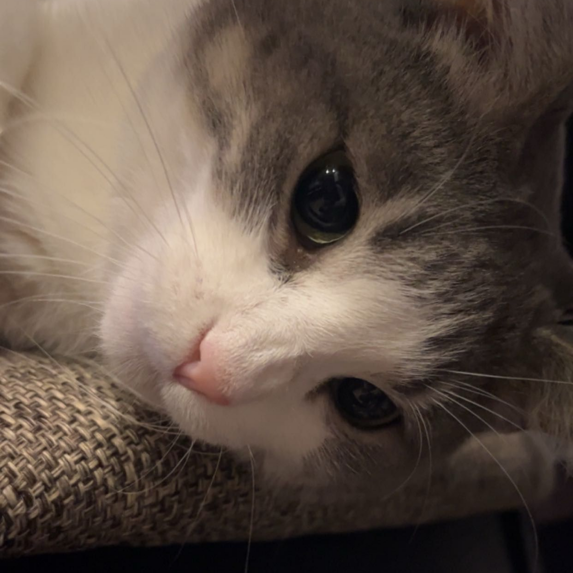 Close-up of a gray-and-white kitten resting its face on a textured cushion, looking calmly at the camera