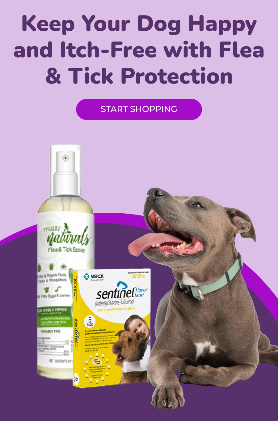 Dog with flea and tick products on a purple background, promoting itch-free protection.