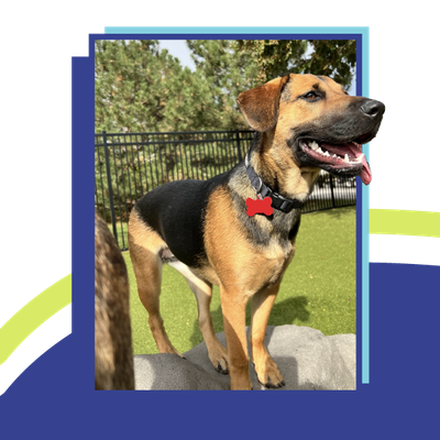 Black-and-tan dog wearing a red bow tie standing outdoors on a lawn with a fence behind it