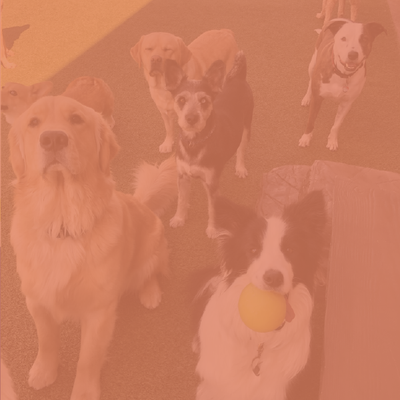Four dogs on a pink-tinted floor, one holding a yellow ball in its mouth
