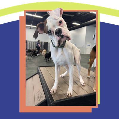 White boxer dog with a tilted head standing on a platform in an indoor event space.