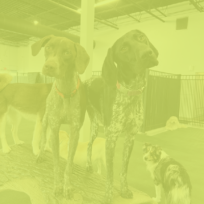 Three dogs standing in an indoor kennel, two large brown dogs and a small black-and-white dog.