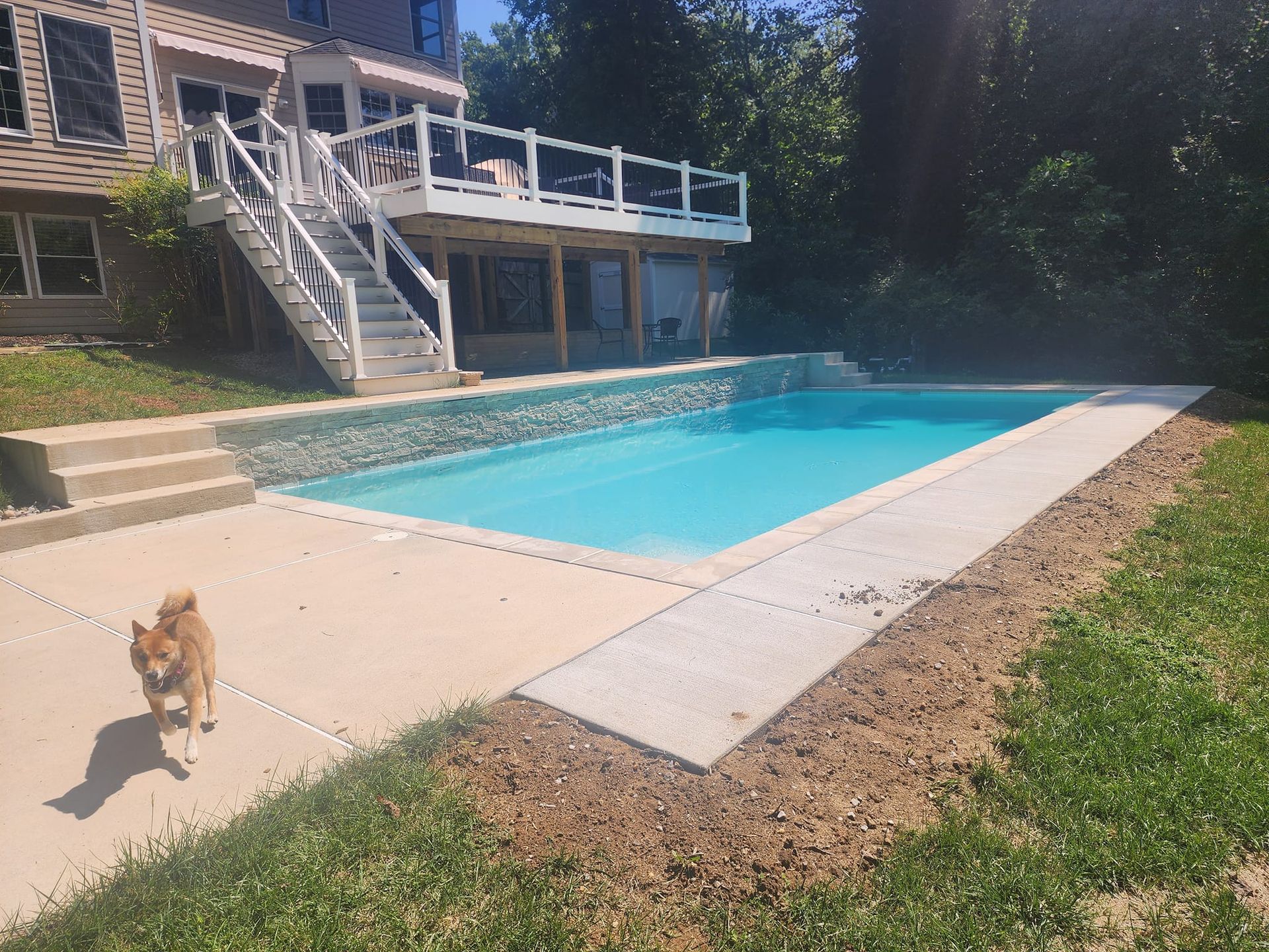 A dog is standing in front of a large swimming pool.