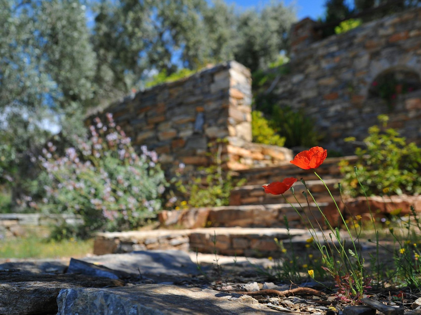 A red flower is growing in the dirt in front of a stone wall.