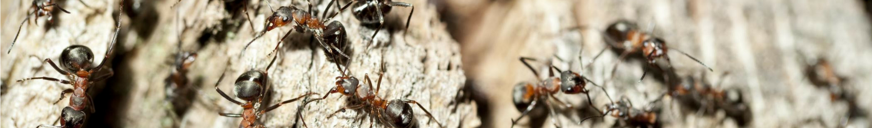 ants