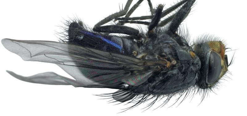 dead fly