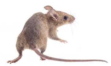 rat