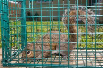 squirrel in trap