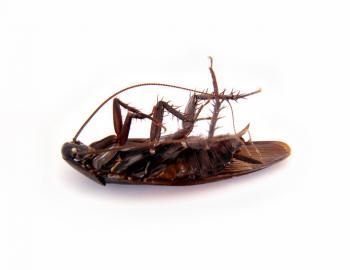 cockroach