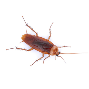 cockroach