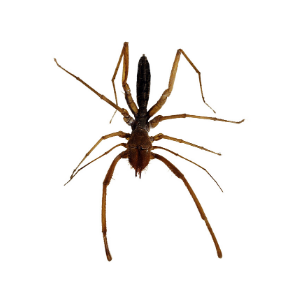 spider