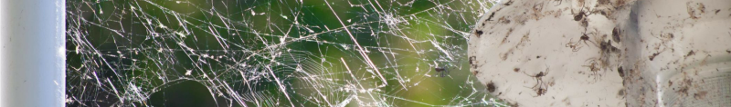 spider webs