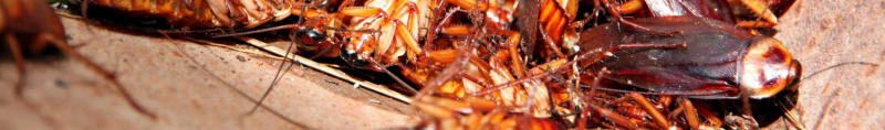 cockroaches